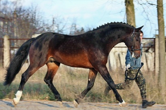 Выводка-презентация лошадей спортивных пород в Смоленске.