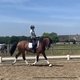 6 лет, гнедой мерин Dauphin x Conteur