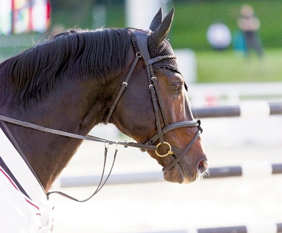 Кваренги. Экспериментальный образец