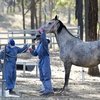  Смертельный вирус Хендра вернулся в Квинсленд
