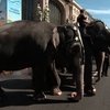 Слоновий подарок к юбилею и лошади в президентской коллекции животных