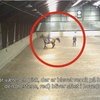 Тренер молодёжной сборной Дании уволен за жестокое обращение с лошадьми 