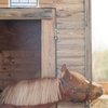 Ночной инцидент у конного дома «Эквилибриум»
