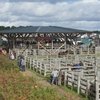 В Англии из-за гриппа лошадей отменили аукцион пони