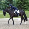 Три лошади погибли в аварии по дороге на чемпионат Канады по выездке