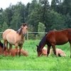 Минсельхоз подготовит перечень животных, подлежащих идентификации и учету