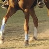 В ОАЭ были отменены пять крупных соревнований по пробегам