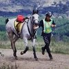 Пробег на 160 км пройдёт в ОАЭ по новым правилам