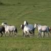 Терская порода на Ставрополье под угрозой исчезновения?