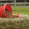 Производство комбикормов для лошадей в России за год сократилось почти на 20%