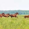 Казаки Михайловска получат в дар шесть будённовских лошадей