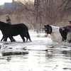 Спасатели МЧС России эвакуируют лошадей из зоны подтопления в Тюменской области