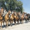 На левом берегу Ростова-на-Дону откроется единый конный казачий центр