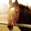 "СТК Магистраль" и Maxima Equisport объявляют конкурс видеороликов открытым!