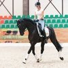 Завершилась первая Ярмарка лошадей в Maxima Stables