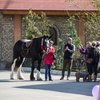 Международная конная выставка KazEqui-2016