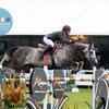 Чемпион мира среди 7-летних лошадей Синк Твайс продается в Словакию.