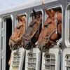 Ветеринарный комитет ФКСР и Россельхознадзор провели совещание по важным конноспортивным вопросам.