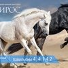 "Эквирос" уже завтра!
