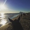 Успехи россиян в Оливе