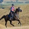 Лошадь усыпили после чемпионата по пробегам в Трионе