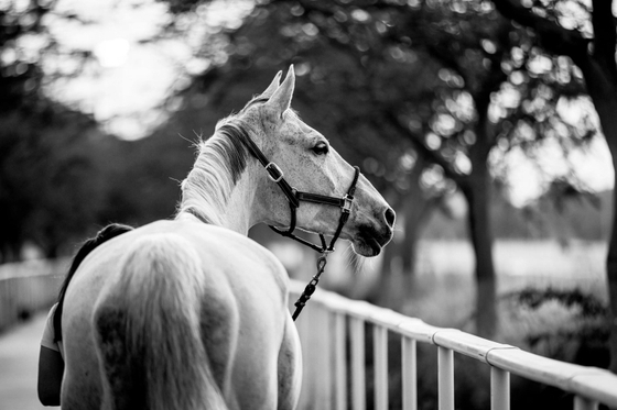 Этап LGCT в Дохе официально отменен