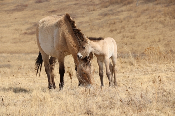Первый жеребёнок лошади Пржевальского родился в Хакасии