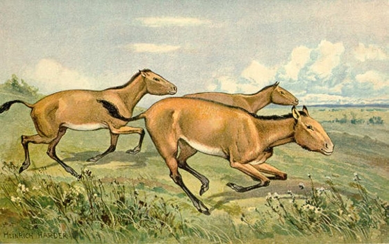 В музейном комплексе «Куликово поле» пройдет выставка «Лошадь. Equus. Hippos».