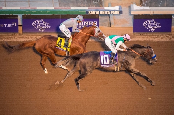 Arrogate выиграл скачку Breeders’ Cup Classic. 