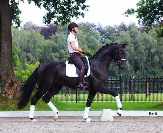 Russian Equestrian Service предлагает к продаже спортивную лошадь