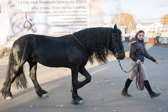 На ВДНХ построят новый конноспортивный манеж