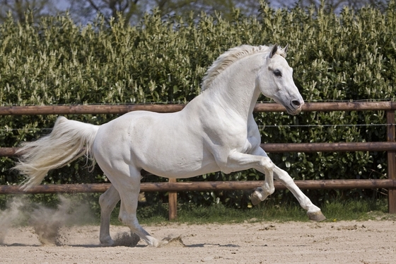 Пал знаменитый жеребец Клинтон.