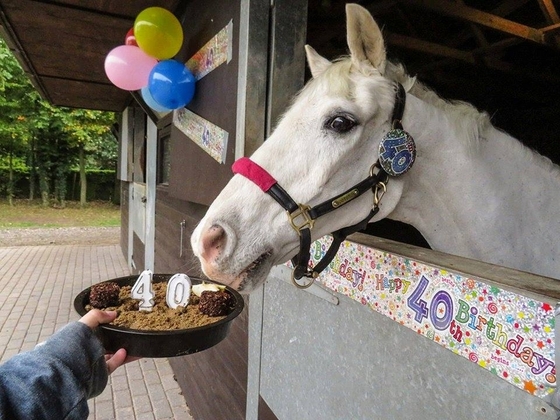 Мерин отметил 40-летний юбилей. 