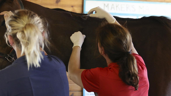 Информация о чипировании спортивных лошадей ФКСР