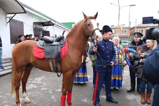 На выборы с конем