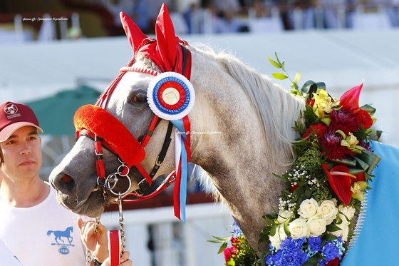 На ЦМИ разыграли Большой приз для кобыл Окс и главные орловские призы