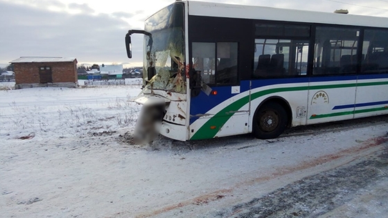 Табун лошадей попал под автобус в Башкирии