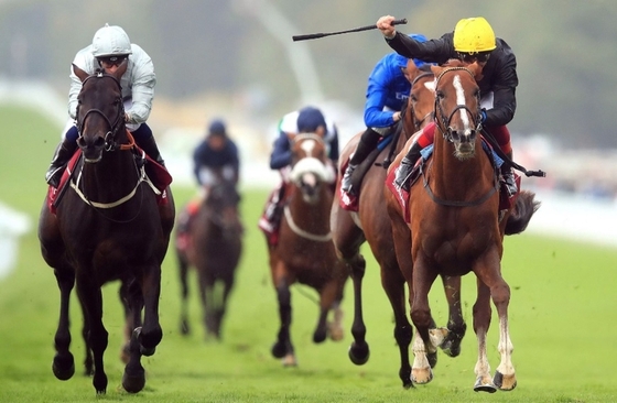 Страдивариус выиграл Qatar Goodwood Cup в третий раз подряд!