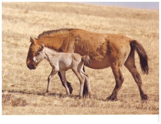 Подаренная сыну Трампа монгольская лошадь останется на родине
