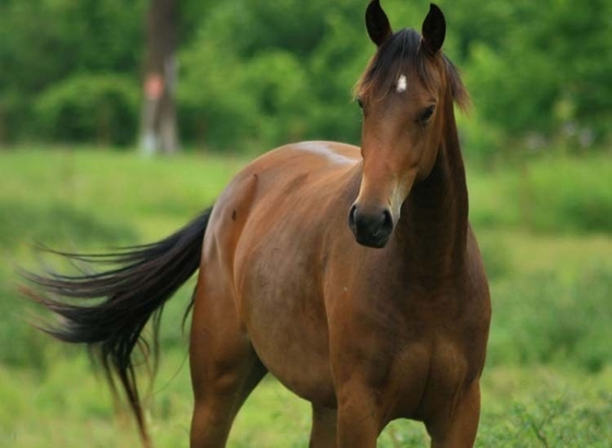 В Белоруссии обнаружена сибирская язва