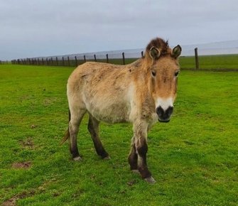  Живая легенда