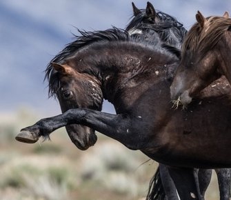 «Лошадиная сила» на большом экране: Джош Бролин озвучил главный конный фильм года.