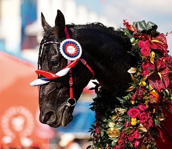 Победила липецкая «Дружба»