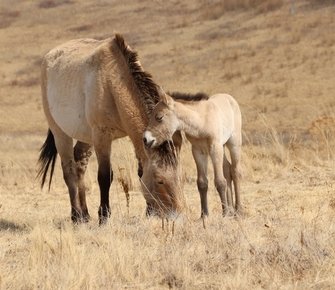 Первый жеребёнок лошади Пржевальского родился в Хакасии