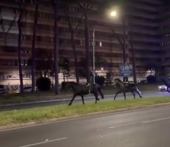 В Риме во время репетиции парада табун лошадей вырвался на городские улицы из-за взрывов пиротехники