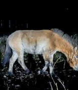 Исторический перелёт: как восемь лошадей Пржевальского доставили в хакасские степи