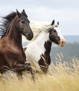 История Завиваловского конного завода